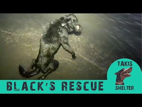 Dog abandoned paralyzed in the sea. Everybody told him to put it down- Black's Story - Takis Shelter