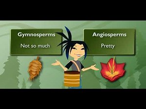 gymnosperms