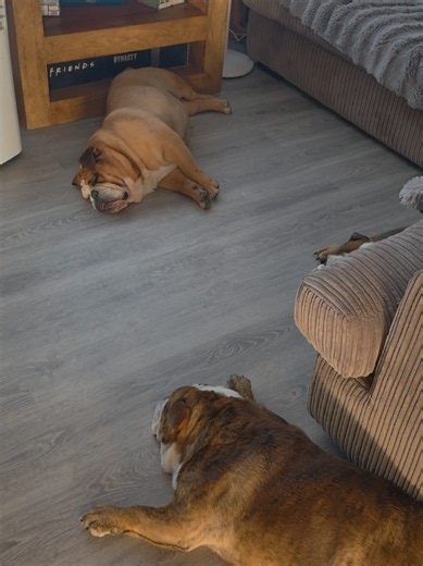 Merv the English Bulldog: Friendly Pet Dog Moments
