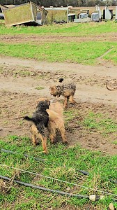 Suffolk and Norfolk rat pack on Reels