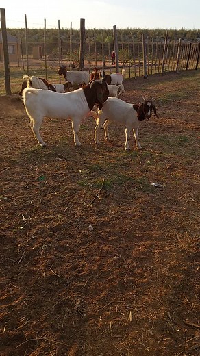 Lesiba Lesiba Livestock Sedibana on TikTok