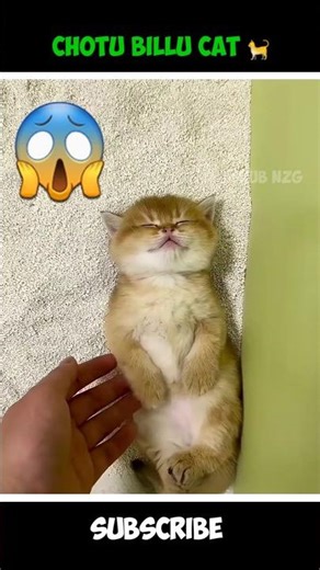 Kitten’s First Potty Lesson Went Totally Wrong