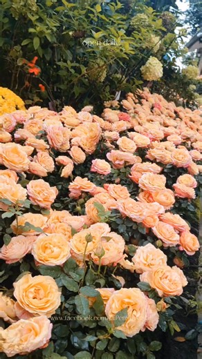 12K views · 151 reactions | Galae Restaurant, Chiang Mai Ready to...