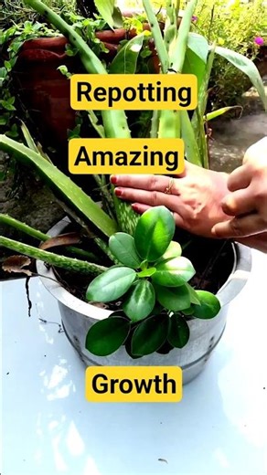 🪴🌿Repotting Ficus microcarpa#garden#nature#bonsai#shorts