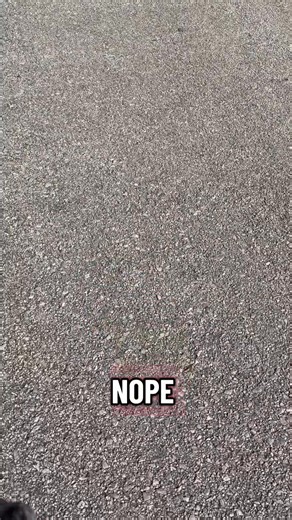 This beautiful girl is patiently waiting for her forever home💗 🐞 Meet Lady (a.k.a. Ladybug)! 1–2 Year Old Spayed Pitbull | 45–55 lbs | Heartworm Negative | UTD on Vaccines & Prevention Lady’s story started in the streets of North Louisiana, but her journey led her to South Louisiana — and now she’s looking for the forever family she was always meant to have. 💛 This girl is a total social butterfly. Every new person she meets is greeted like a long-lost best friend. She loves men, women, and a