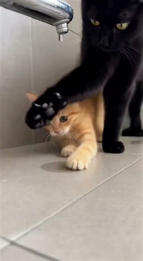 A quiet shower corner becomes a self-service paw wash station with curious supervision.