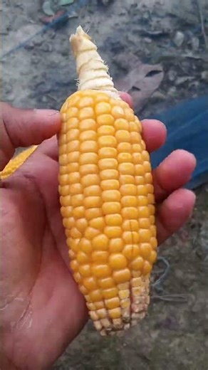 Harvesting Sweet Corn from My Small Home Garden 🌽