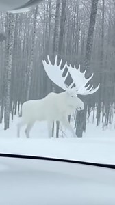 486K views · 16K reactions | Often referred to as a ghost moose 龜 | Nordic Sisterhood | Facebook