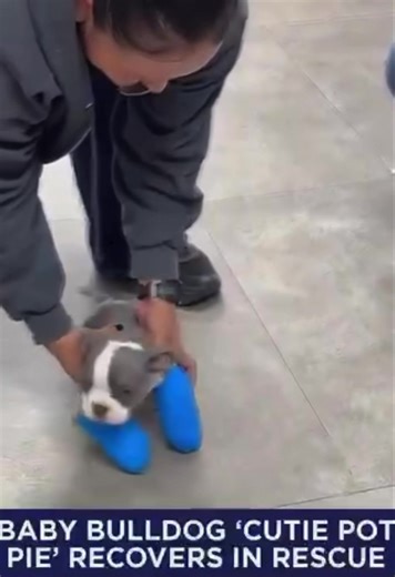 Meet Cutie Pot Pie! The bulldog puppy is recovering after surgery to fix a birth defect. His rescue says improper breeding caused the condition—but he’s healing and stealing hearts. #RescueDog #BulldogPuppy #CutiePotPie #FeelGoodTok