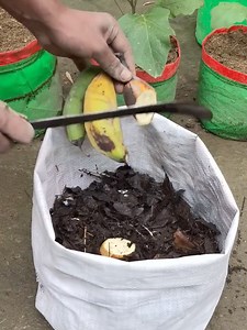 Florida Project: Gardening Tips for Plant Life