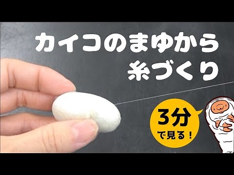 3分で見る！カイコのまゆから糸づくり