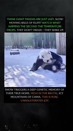 Giant Panda Goes Wild In Heavy Snow