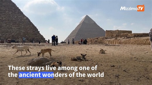Thanks to the viral footage of Apollo, a stray who became an overnight sensation last month after being filmed scaling the Great Pyramid of Khafre, interest amongst visitors in the dogs of Giza has grown, boosting tourism and local businesses. | Mizzima - Myanmar News - English Edition