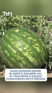 Bountiful watermelon harvest in the south: farmers estimate up to 40 tons per hectare