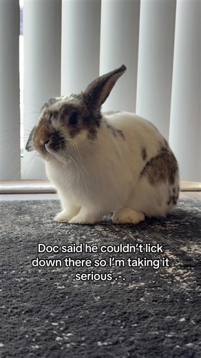 Not on my watchhhhh!! #fyp#humor#bunny#pets#rabbit | bunny