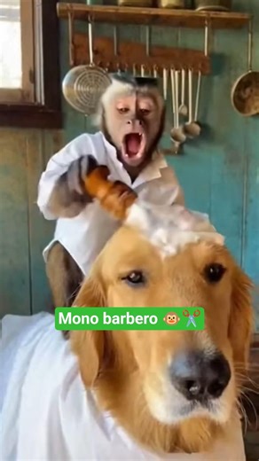 El mono barbero más dramático del mundo 😂✂️🐶 #MonoCapuchino #VideoViral #mrbeast #Cinemático #cursed
