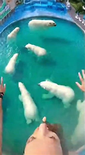 Waterslide into pool full of giant fish #funny #memes