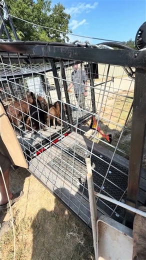 Dropping Feral Hogs off Marlin, Tx