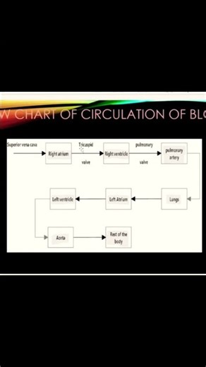 # Double Circulation # Human heart #