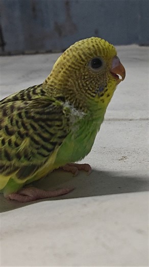 1 month old baby budgie 🐦 || #budgies #budgiesbreedigtips #budgiesegg