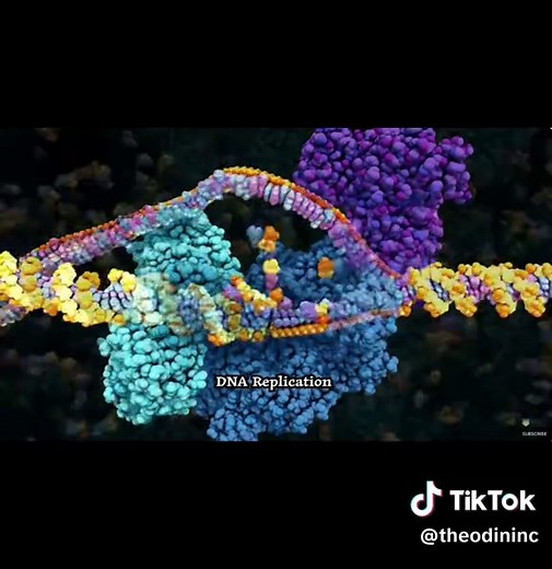 How DNA Repairs Itself: Homologous Recombination Explained