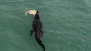 Croc vs turtle vs shark: The iconic video going viral