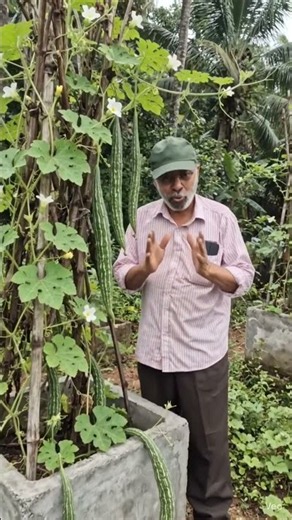 𝗦𝗡𝗔𝗞𝗘 𝗚𝗢𝗨𝗥𝗗 𝗖𝗨𝗟𝗧𝗜𝗩𝗔𝗧𝗜𝗢𝗡 𝗔𝗧 𝗛𝗢𝗠𝗘 𝗚𝗔𝗥𝗗𝗘𝗡 #gourd #vegetables #garden