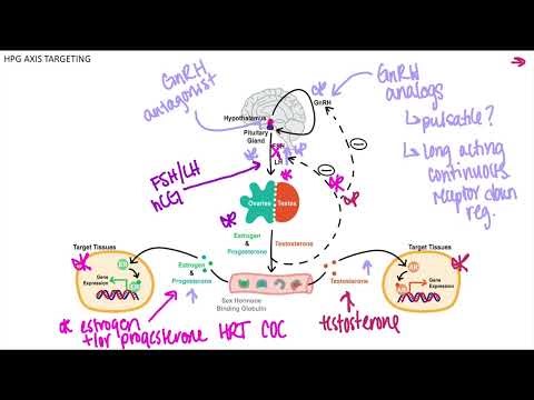 Hypothalamic-pituitary-gonadal Axis