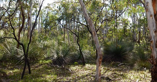 Belair National Park