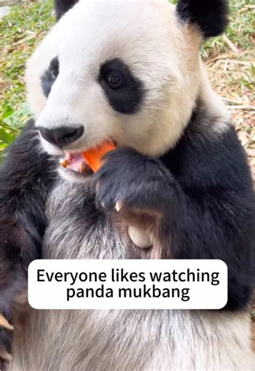 Everyone likes watching panda eating carrots 😂 #panda #pandas #pandasoftiktok #mukbang #asmr