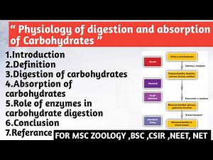 Physiology of digestion and absorption of carbohydrates | Role of enzymes in carbohydrate digestion