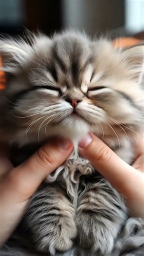 Cute Fluffy Kittens Moments That Will Melt Your Heart #cat #purrfect #kittenrescue #cute#catblogger