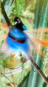Blue bird of paradise in Papua New Guinea! These moments took just few seconds when rare blue bop dancing and displaying its magnificent dress. Actually it’s usually hanging upside down 🙃 but I turned the videos so you won’t break a neck figuring out what’s happening 😅 yes after 3 weeks in Mongolia I spent two more weeks traveling in PNG for tribes and birds. | Daniel Kordan