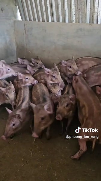 Lợn rừng lai f2 đã vào đủ vacxin đủ.#lonrungvietnam #lonrungthuanchung #longiong #xuhuong #tiktok