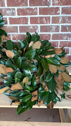 6.4K views · 105 reactions | Just in! Beautiful, fresh, locally made magnolia leaf wreaths have arrived— just in time for the holidays. Handcrafted with care and full of classic Southern charm ✨Come get yours while supplies last!  #magnolia #holidaydecor | Stripling's General Store | Facebook