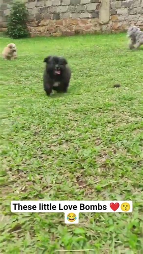 Small Dogs🐕 Offer Vip Security 😂❤️🤩 #shorts #dogcoach #funny