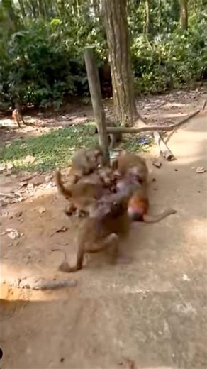 Monkeys fighting 👿#monkeyvideo #monkeys #shorts