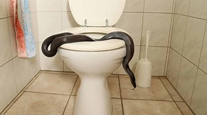 Mother and Daughter Discover a Snake in Their Toilet