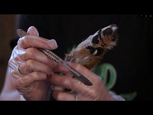 How to Skin a Coyote Paw For Taxidermy