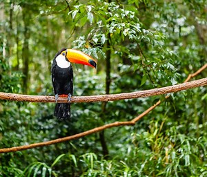15 Amazing Facts About the Amazon Rainforest
