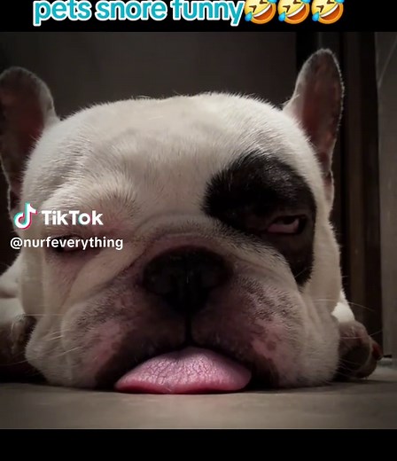 #snore #funnyvideos #frenchbulldog #frenchie #frenchiesoftiktok