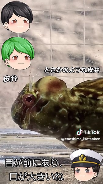 カエルウオの観察と江の島の生物