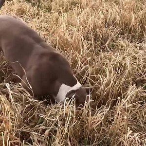 🌾🐶🌾 | XXL Designer Pitbulls