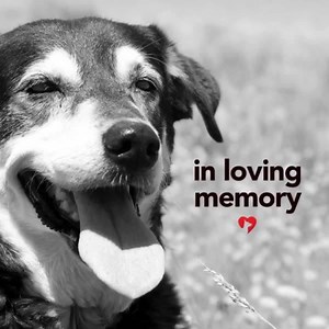 150K views · 4.4K reactions | "Till We Meet Again" - Pet Memorial Poem Magnet The day you wagged into my life we bonded from the start. you brought happiness to all my years and love into my heart. There is no other like you – you were beautifully unique. And my heart breaks to not have you here every minute of every week. Even in your absence, there is hope my friend. On that rainbow bridge we’ll meet to love and play again. | iHeartDogs | Facebook