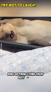 Dogs vs. Crying Babies: Try Not to Laugh! 😂🐶👶 #funnydogs #babyvsdog #HilariousPets #trynottolaughchallenge #DogReactions | Worldwide Trend