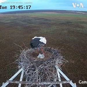A surveillance camera overlooking an endangered Oriental white stork nest in Russia’s Far East captures a wildfire spreading in a field on April 28. The wildfire burned without doing any harm to the birds, and on Tuesday, May 14, four chicks were born safely.(REUTERS) | Voice of America