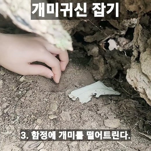 개미귀신 잡는 방법 #개미귀신 #곤충 #곤충채집 #insects #catchingbug #antlion