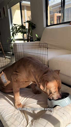 Halfway Through Day 1 Post TPLO Surgery