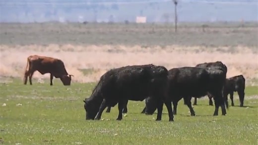 Sierra and Plumas County Officials Say Gray Wolves Have Become A Public Safety Hazard