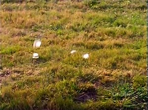 Night Visions S01 E05